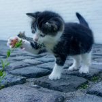Tani sklep zoologiczny online